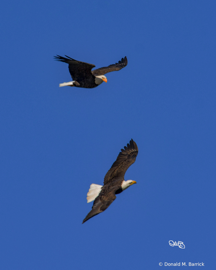 Untitled - ID: 15834572 © Donald M. Barrick