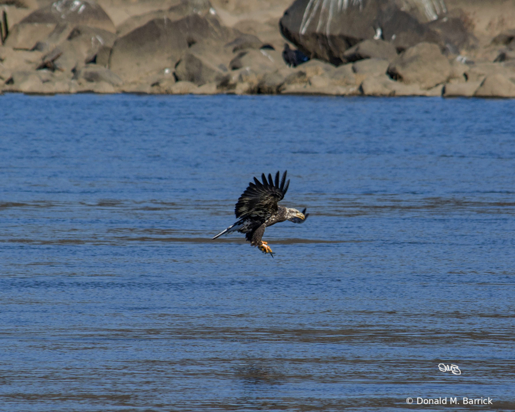 Untitled - ID: 15834573 © Donald M. Barrick