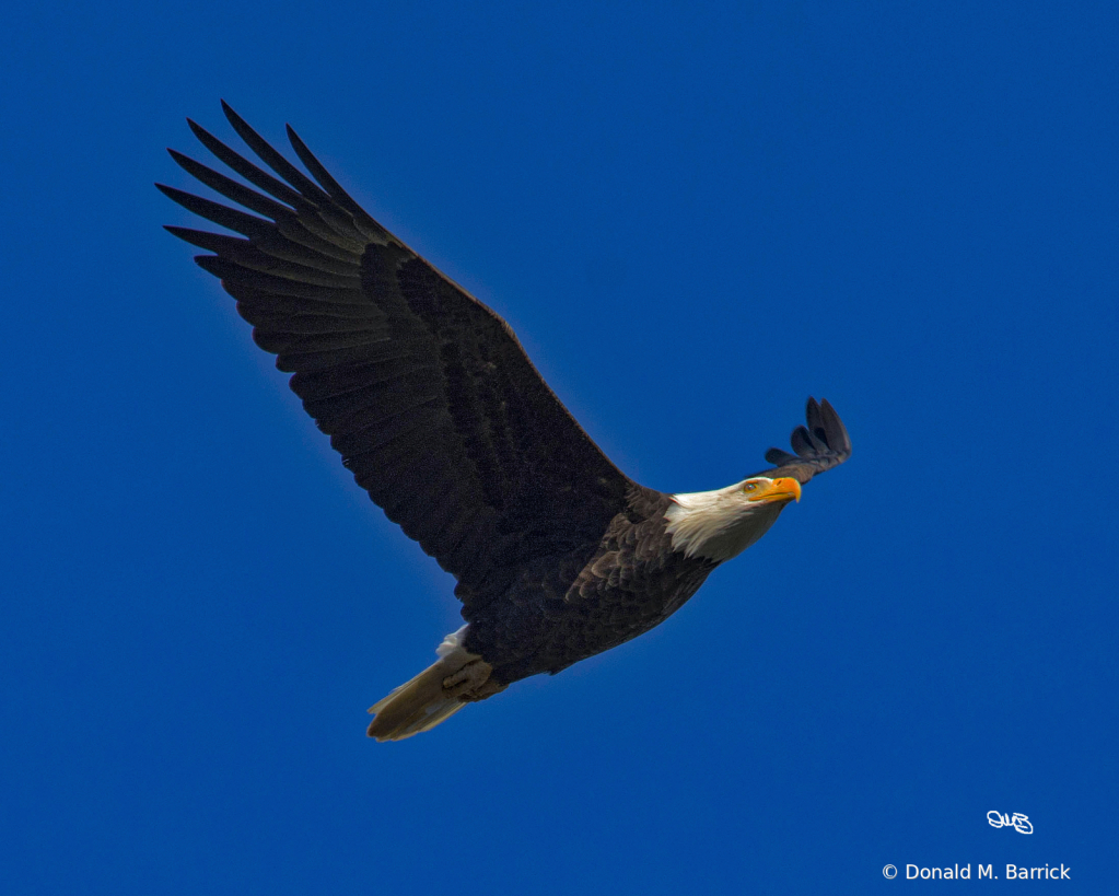 Untitled - ID: 15834575 © Donald M. Barrick
