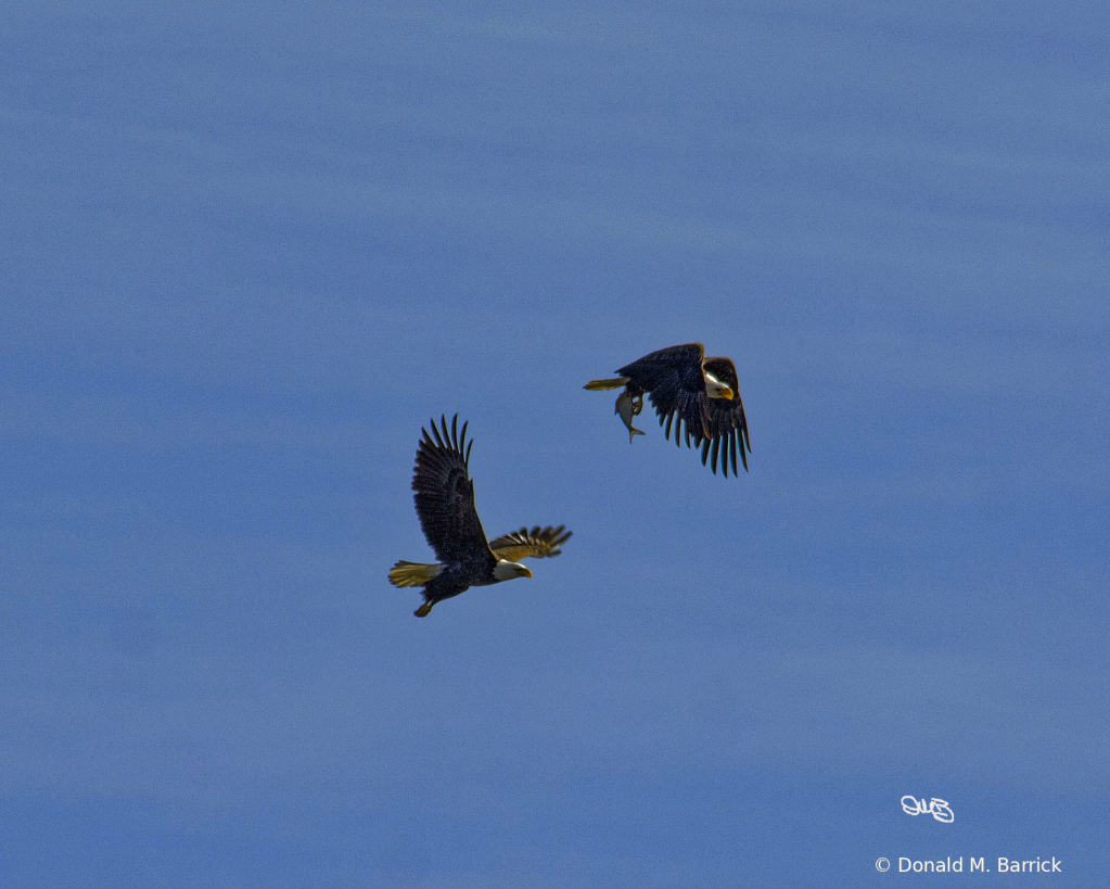 Untitled - ID: 15834577 © Donald M. Barrick