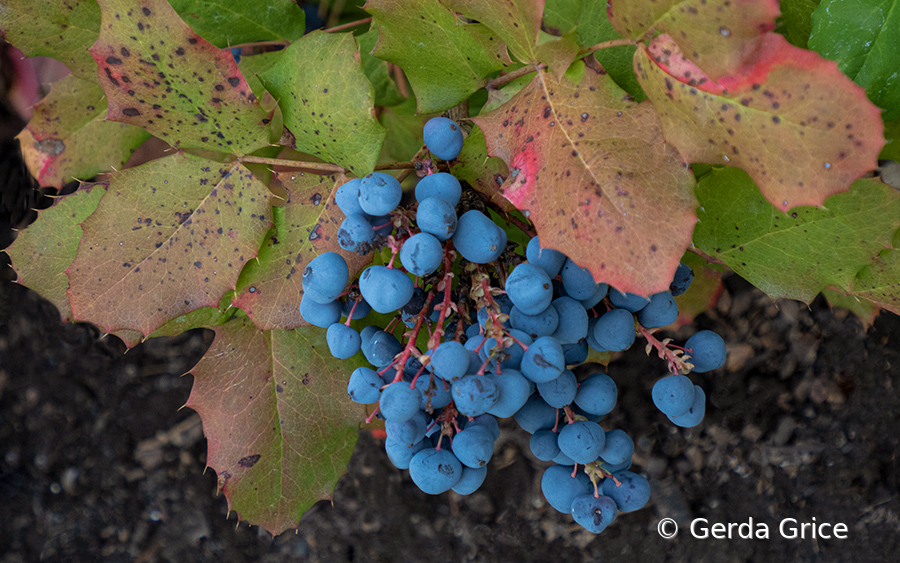 Blue Berries with Reddening Leaves in July