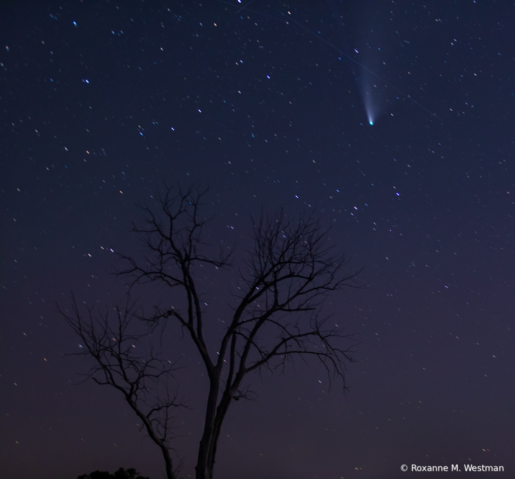 Comet and meteor in the night skies - ID: 15834602 © Roxanne M. Westman