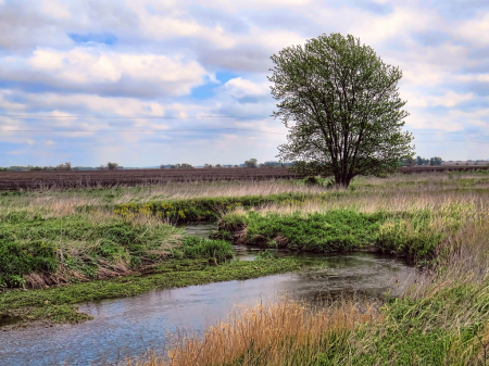 Flowers Along The River