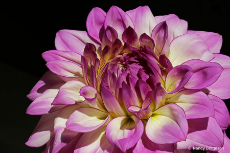 The Dahlia