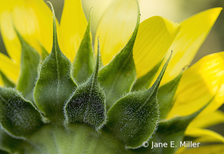 Sunflower Beauty