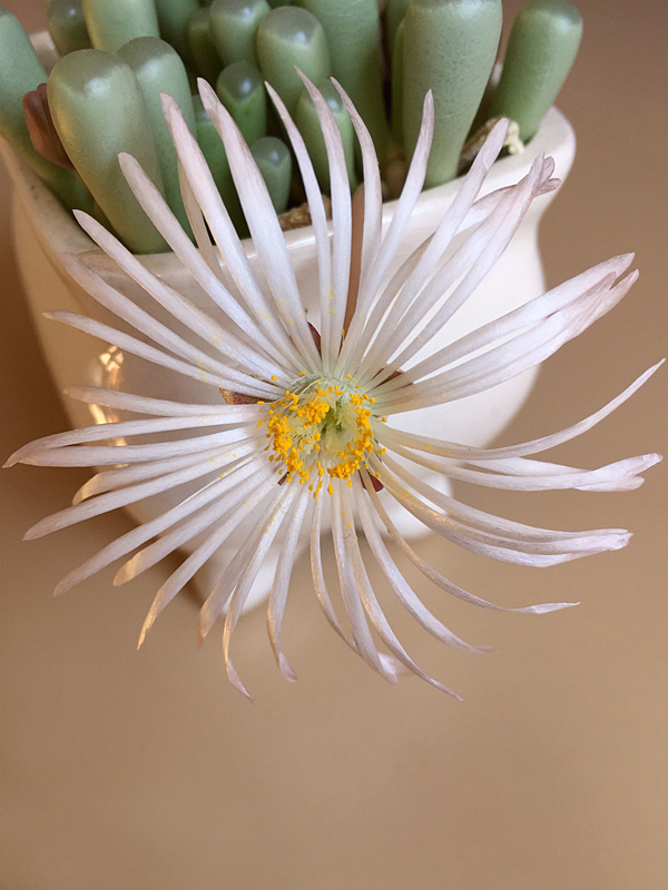 Baby Toes Flower