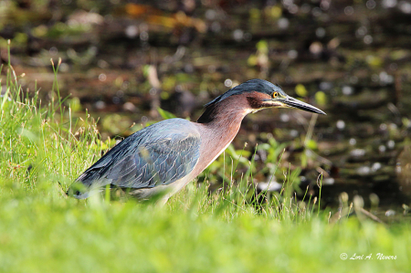 Green Heron 2