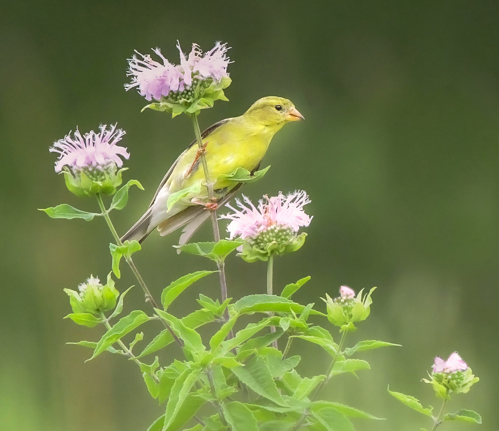 Goldfinch in the Wildflowers