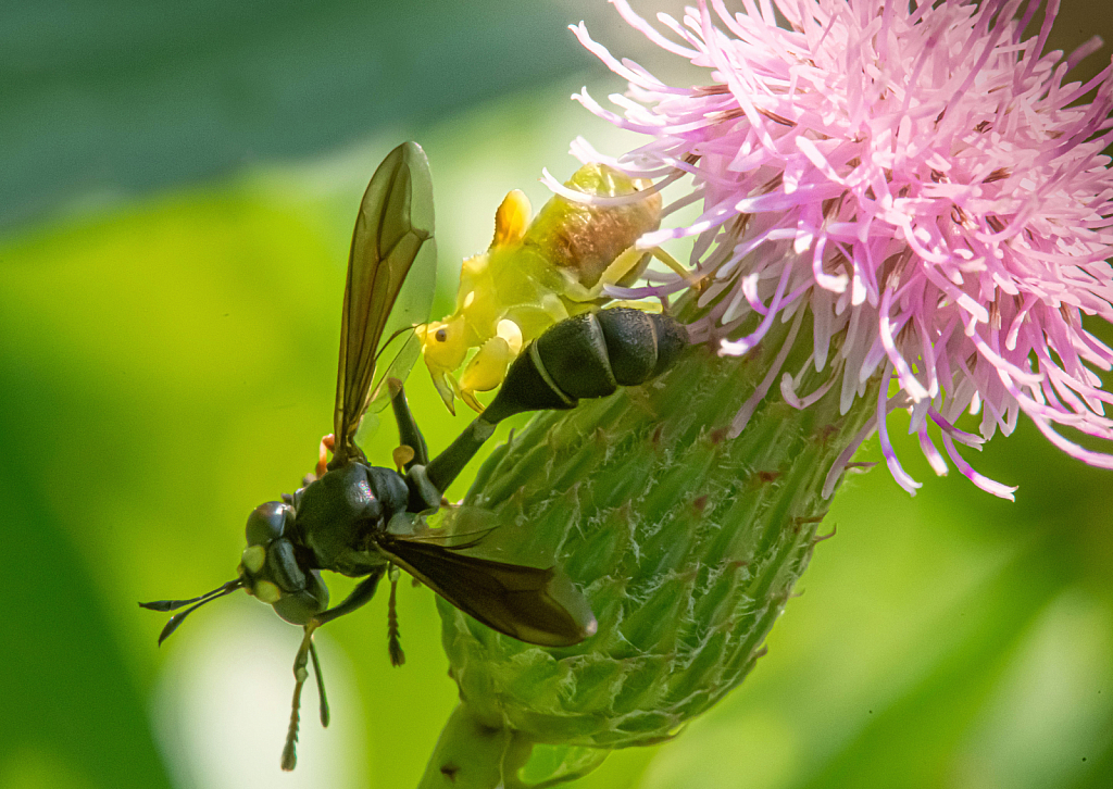 Ambush Bug Gets the Wasp