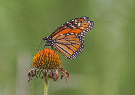 The Monarch and the Coneflower