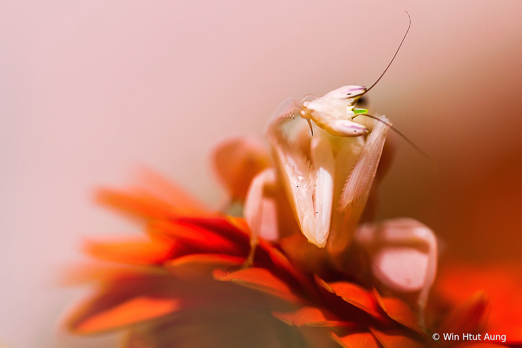 Orchid Mantis