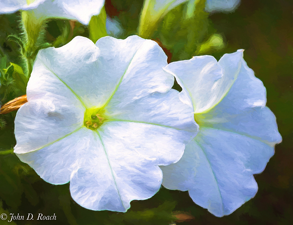 Petunias - ID: 15834704 © John D. Roach