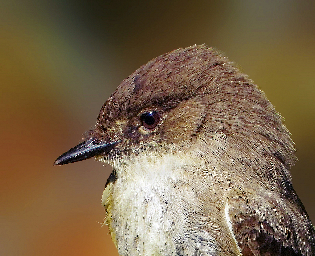 Portrait of a Phoebe