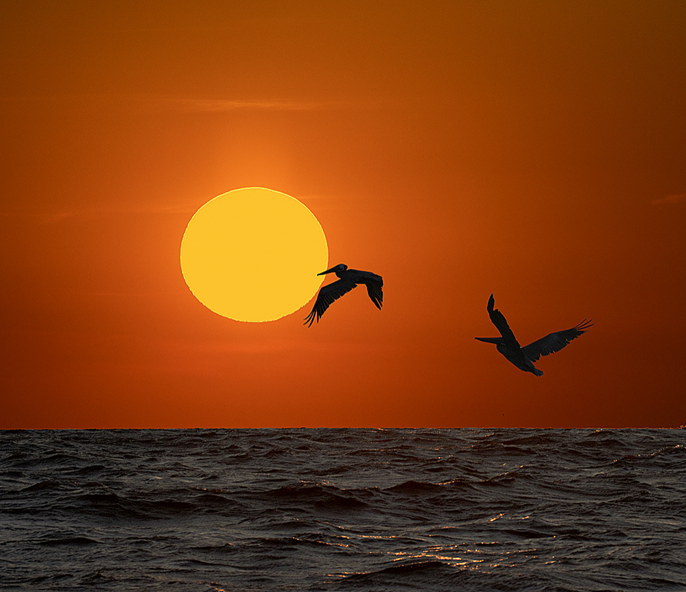 Pelicans at Sunset -- Pamlico Sound NC