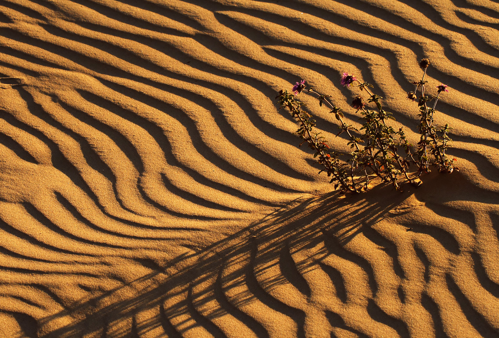 Dune Shadows