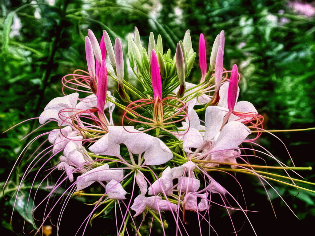 Spider Flower