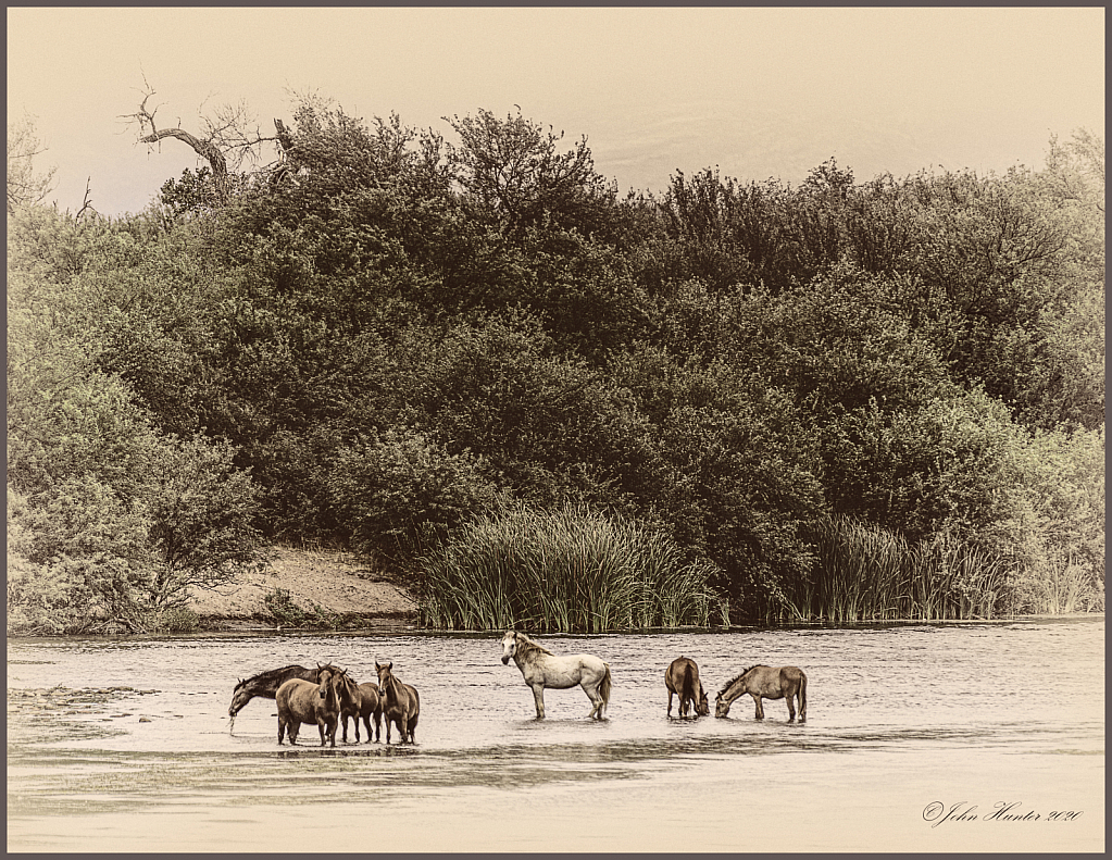 Salt River Horses - ID: 15835327 © John E. Hunter