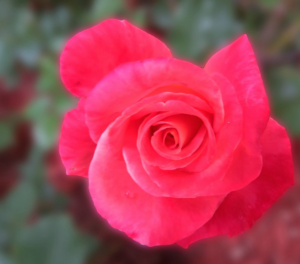 Rose Colored Rose
