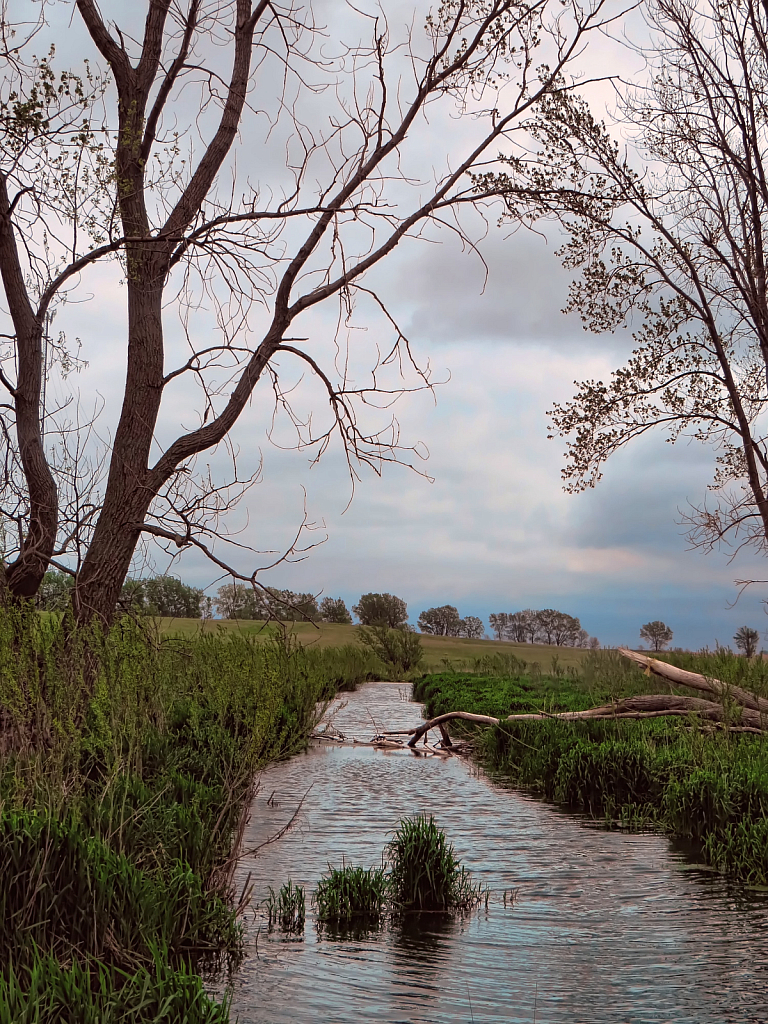 Lark Ave. Creek