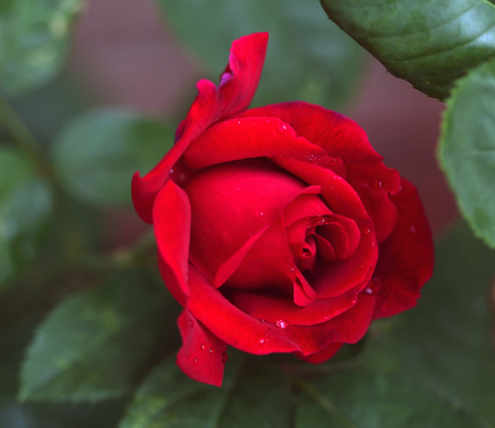 Another Red Rose