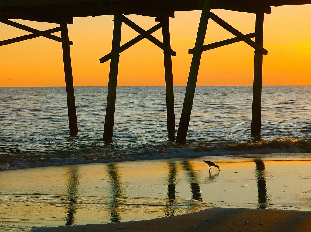 sandpiper at sunset