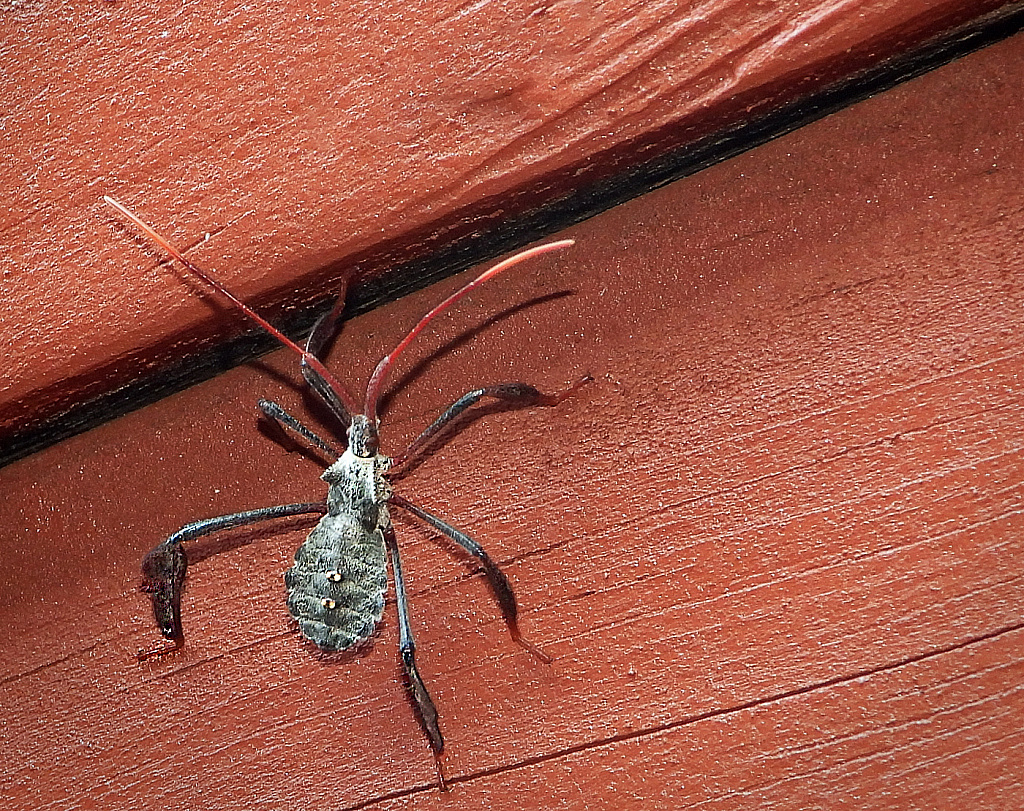 Leaf-footed Bug