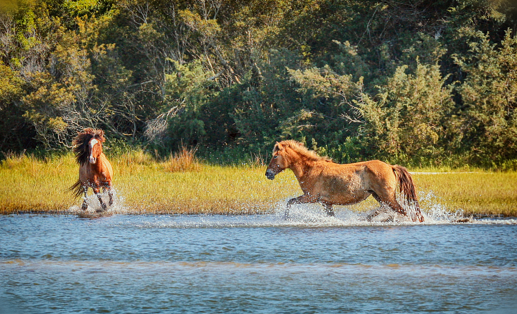 Wild Spanish Mustangs of Shackleford Banks