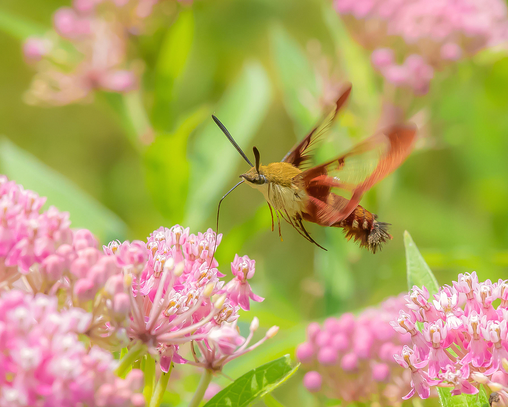 The Hummingbird Moth