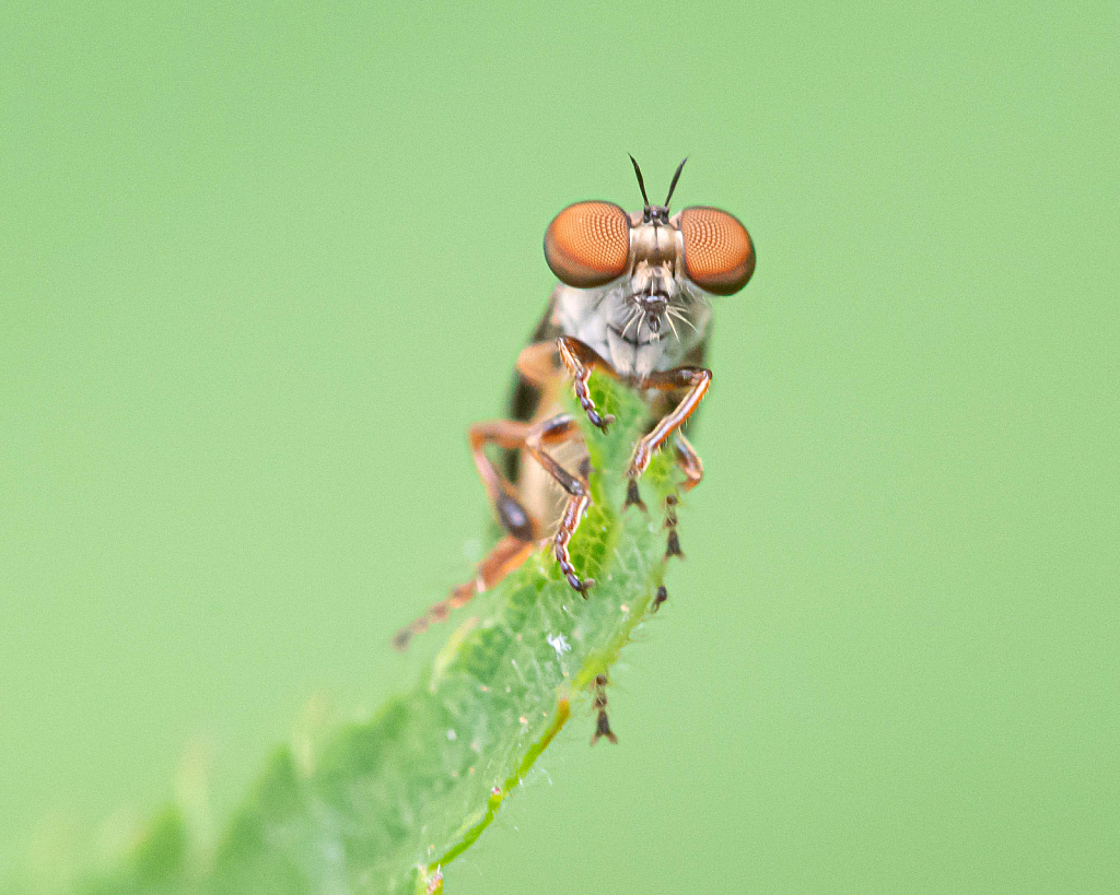 The Little Robber Fly