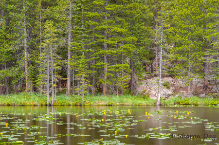 Nymph Lake