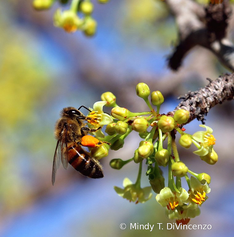 2 Bee on Torote Blossom 