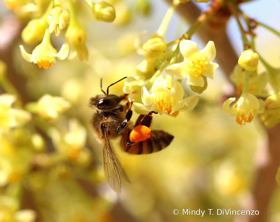 3 Bee on Torote Blossom 