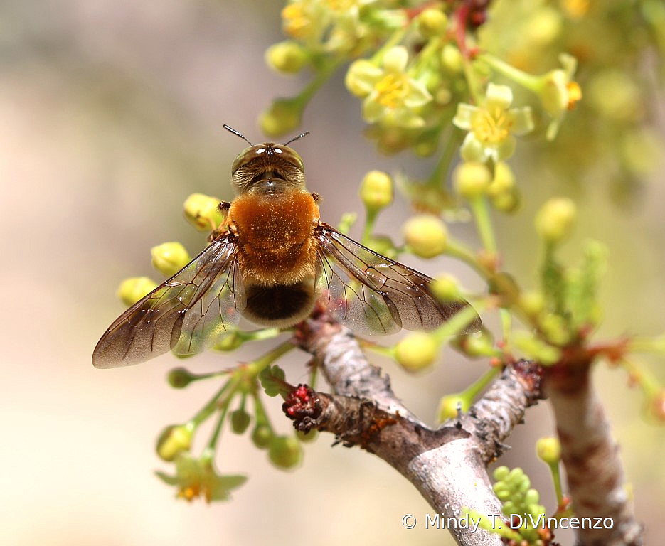 10 Bee on Torote Blossom