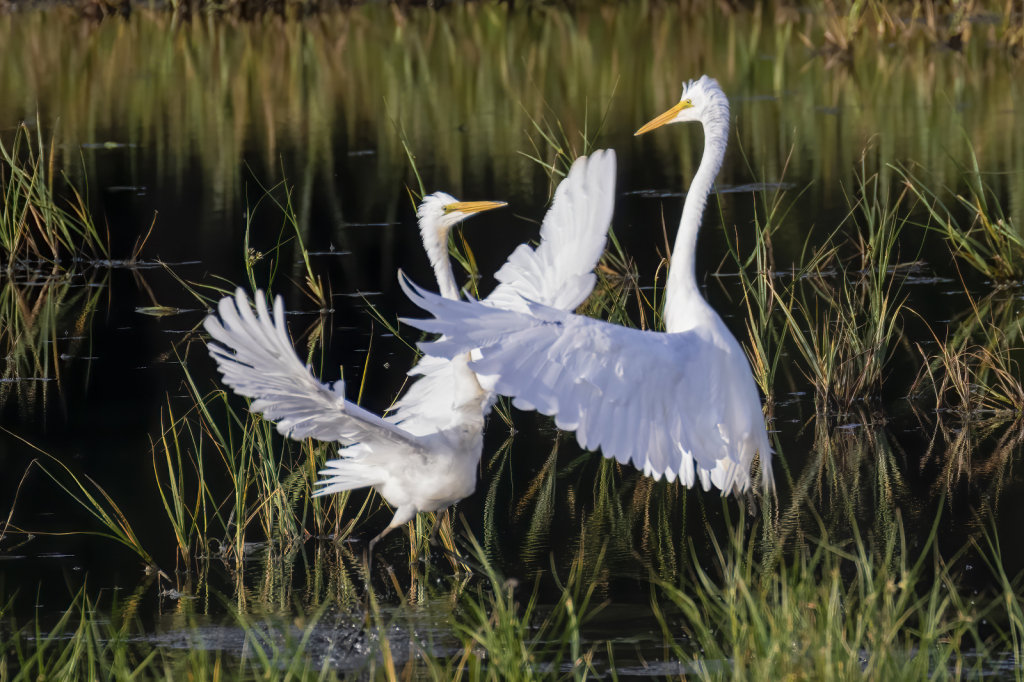 Egret Faceoff  