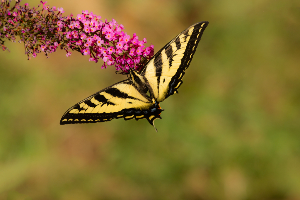 Yellow Swallowtail