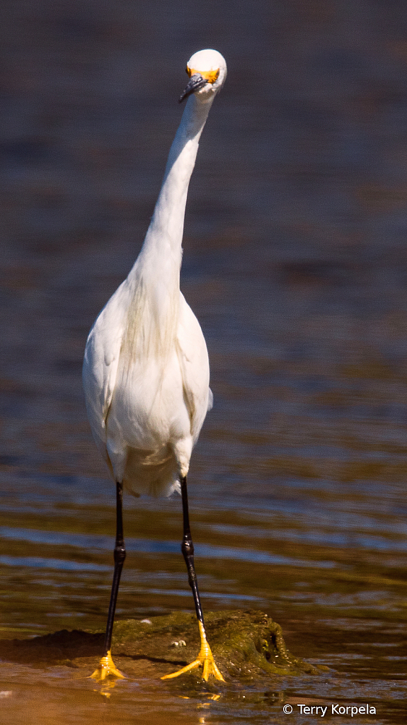 Snowy Egret  