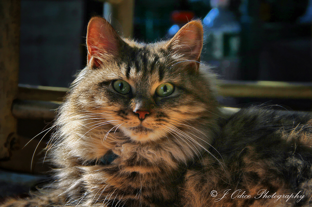 Glamour Shot