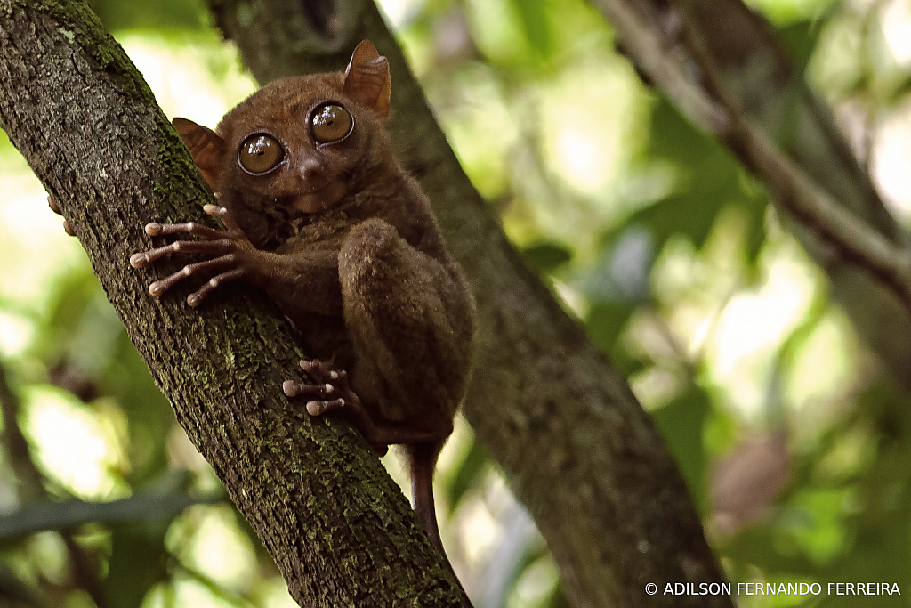 Tarsius