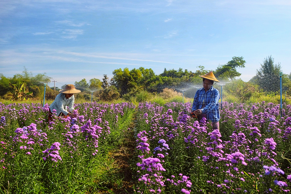 Beautiful Flower Garden