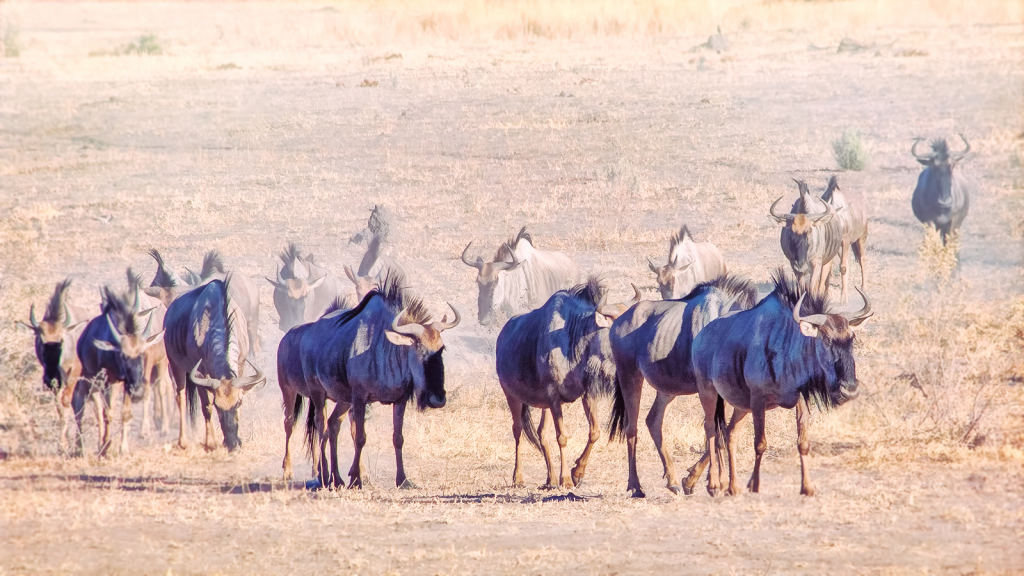 Wildebeest Parade