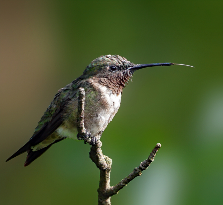 Ruby-Throated Hummingbird 2