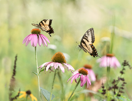Swallowtails Playing in the Field