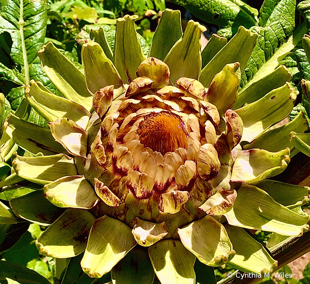 Artichoke - ID: 15836784 © Cynthia M. Wiles