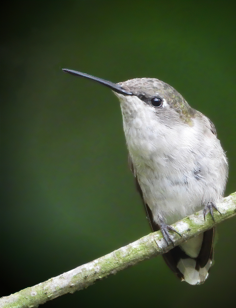 Ruby-Throated Hummingbird Female
