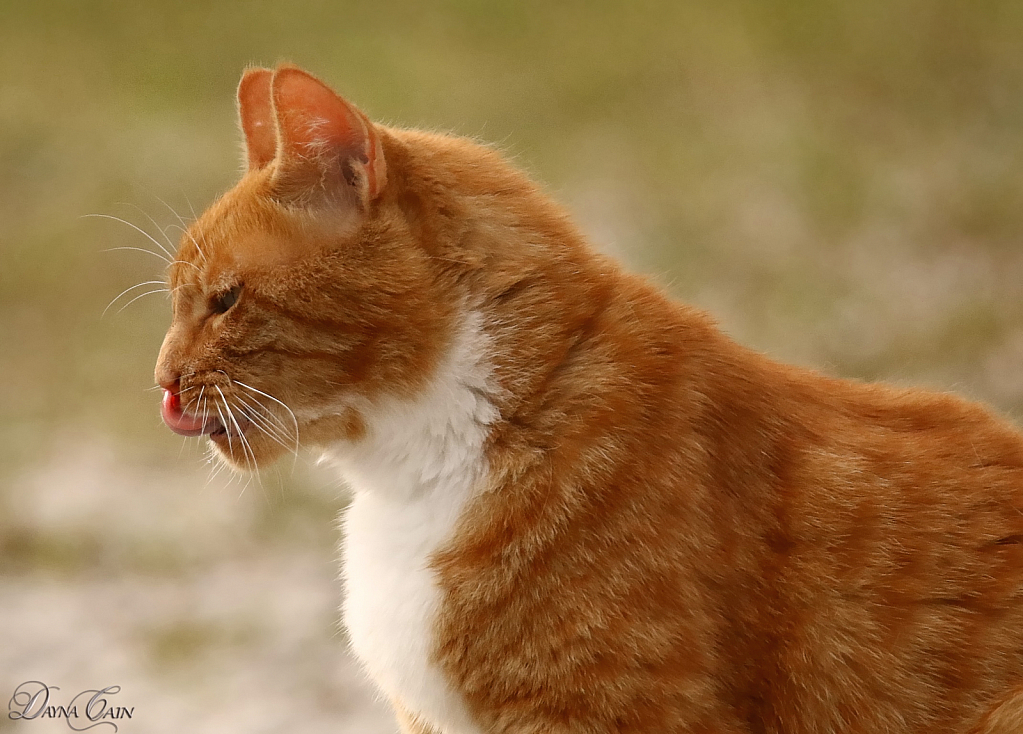 Ava, The Big Orange Cat