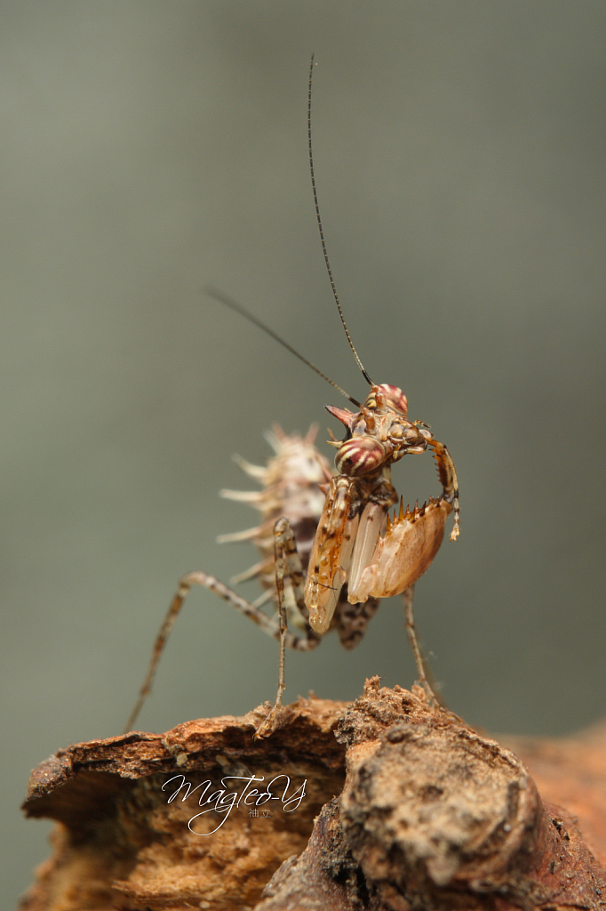 Boxer Mantis - ID: 15836736 © Magdalene Teo