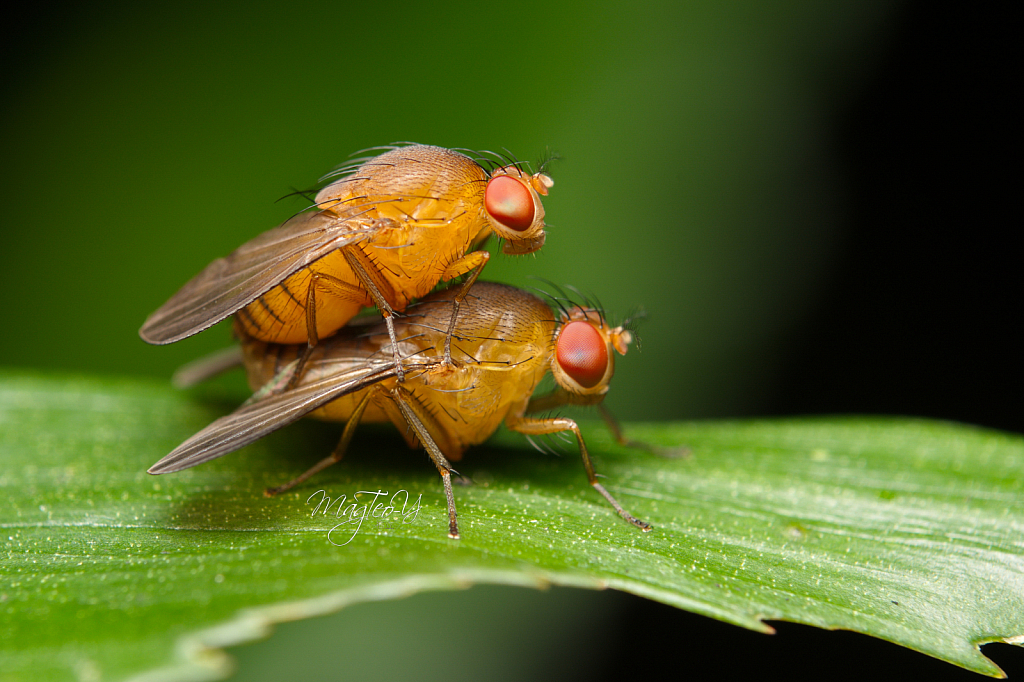 Pair of Mating Fruit Flies 