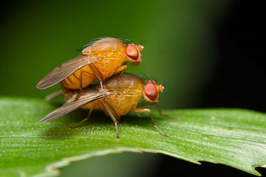 Pair of Mating Fruit Flies  - ID: 15836737 © Magdalene Teo