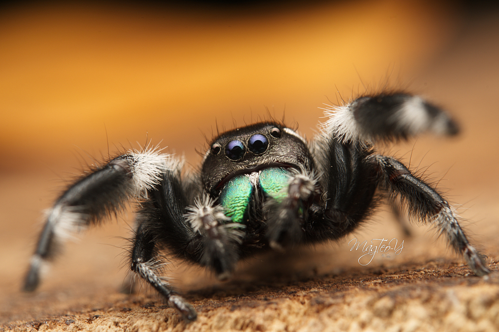 Jumping Spider 