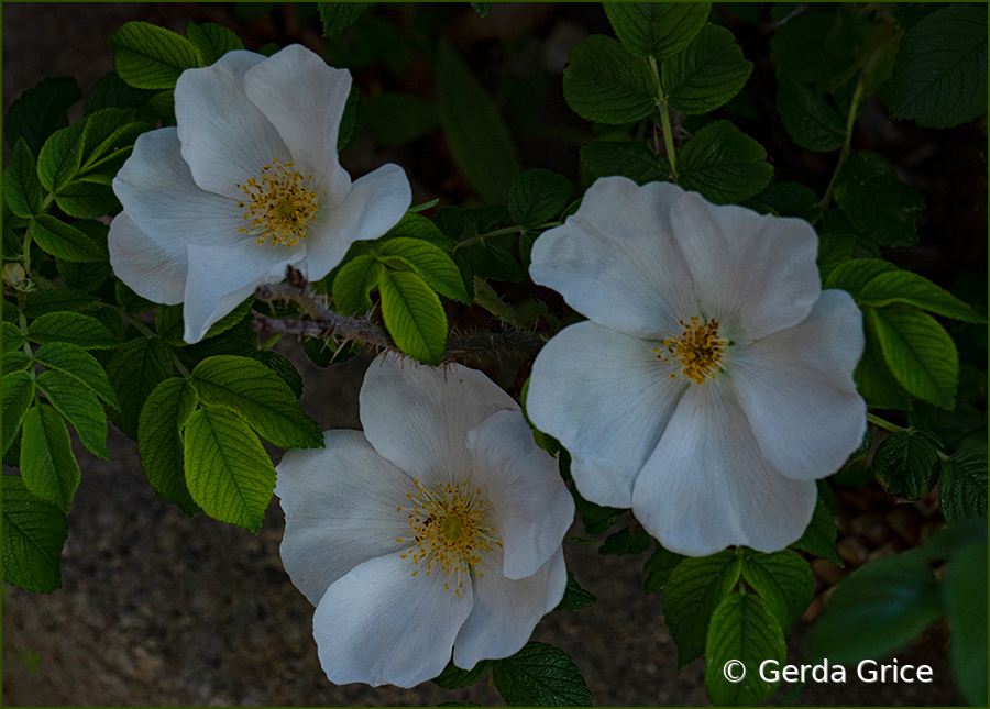 Trio of White Wild Roses!